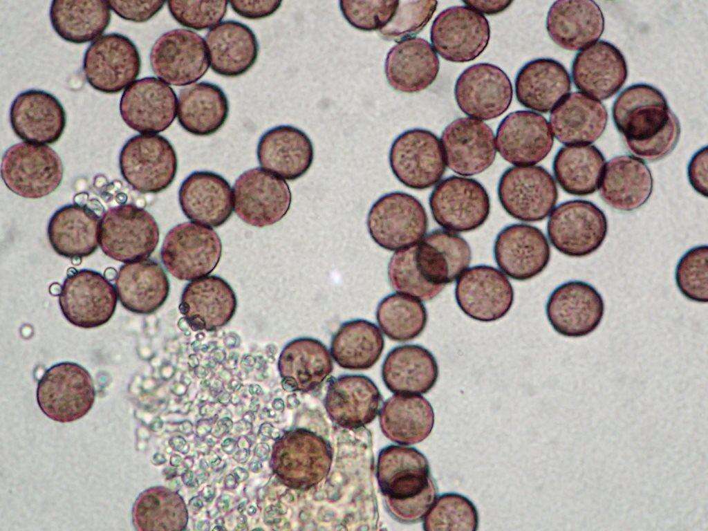 Image of Diderma alpinum