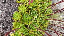 Image of Saxifraga kolenatiana Regel