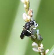 Image of Hylaeus schwarzii (Cockerell 1896)