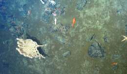 Image of fragile sea urchin