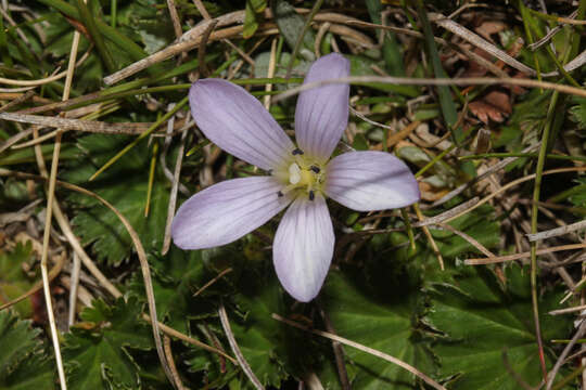 Imagem de Gentianella cerastioides (Kunth) Fabris