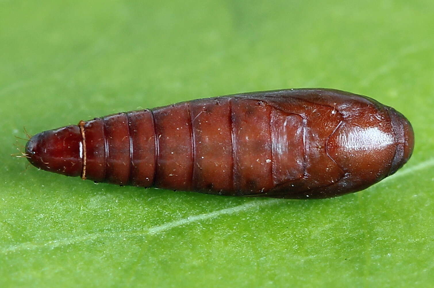 Image of Psoricoptera gibbosella Zeller 1839