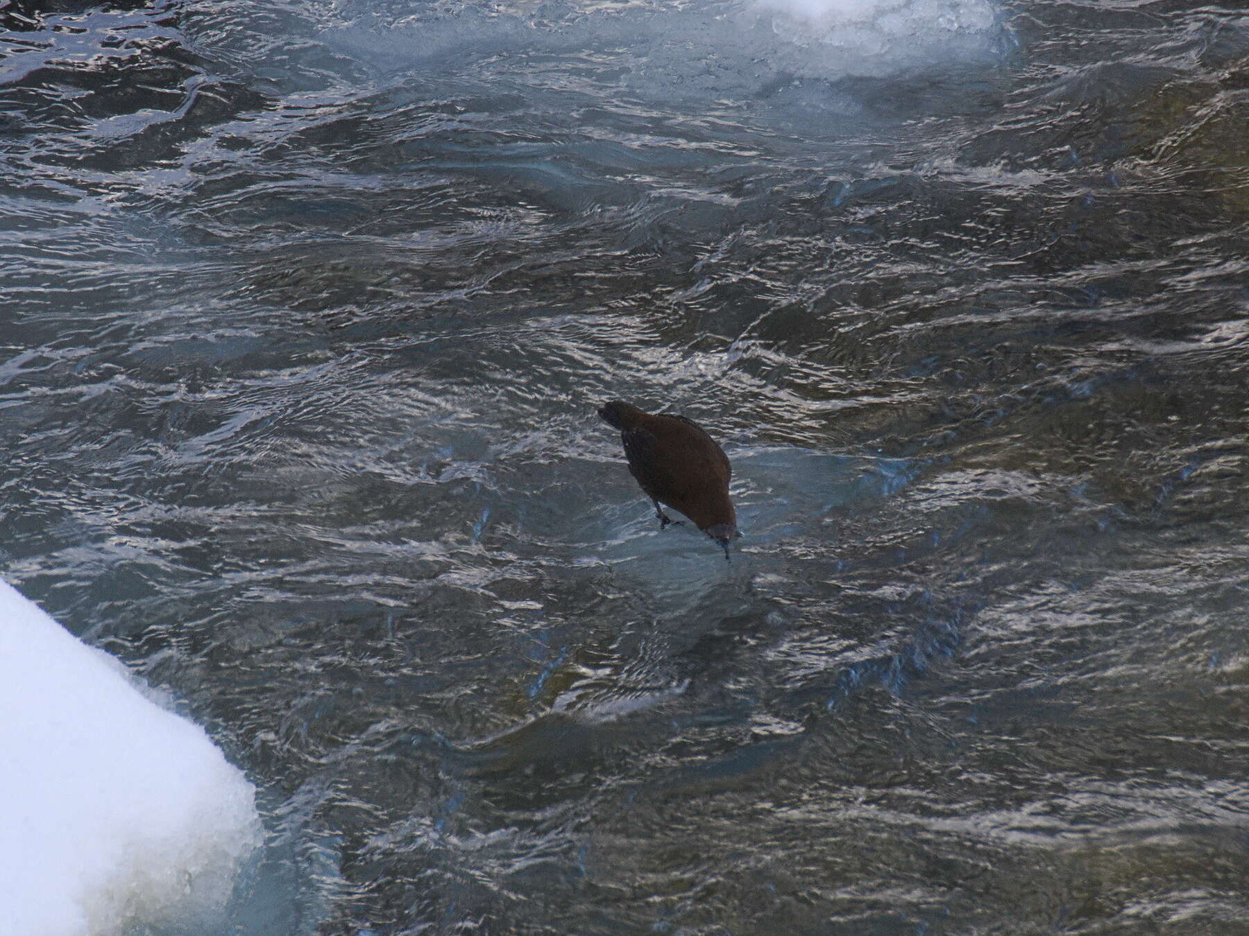 Image of Brown Dipper