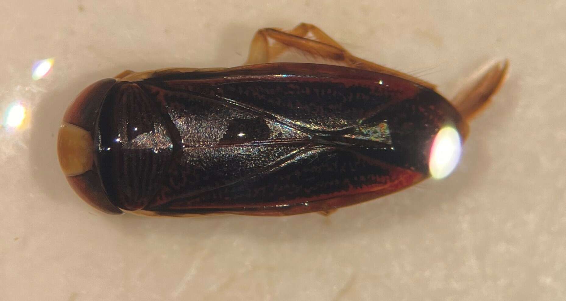 Image of Hesperocorixa semilucida (Walley 1930)