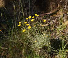 صورة Leucochrysum albicans (A. Cunn.) P. G. Wilson