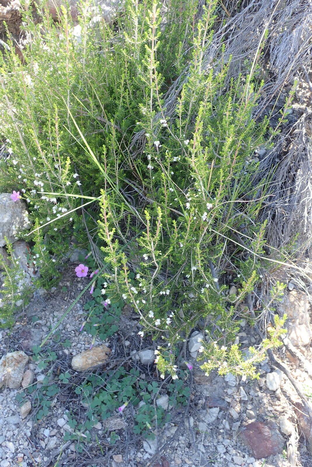 Image of Erica simulans Dulfer