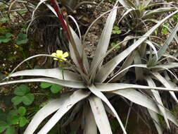 Imagem de Tillandsia latifolia var. divaricata (Benth.) Mez