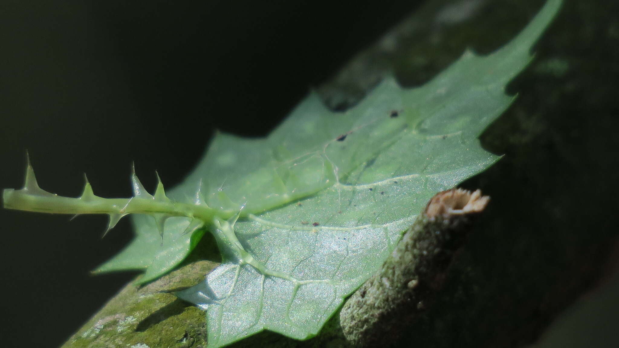 Image of Laportea grossa (E. Mey. ex Wedd.) Chew