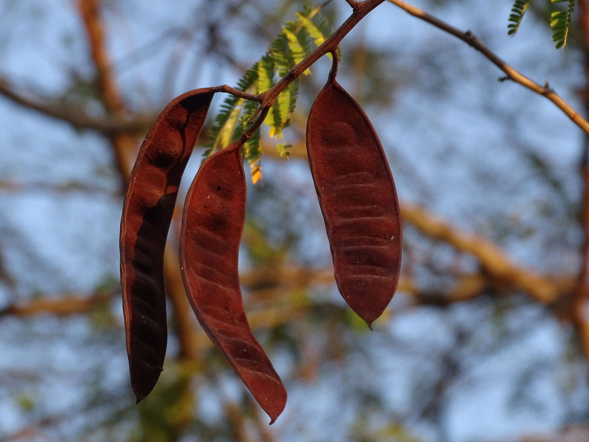 Image of Havardia albicans (Kunth) Britton & Rose