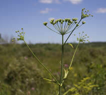 Image of stiff cowbane