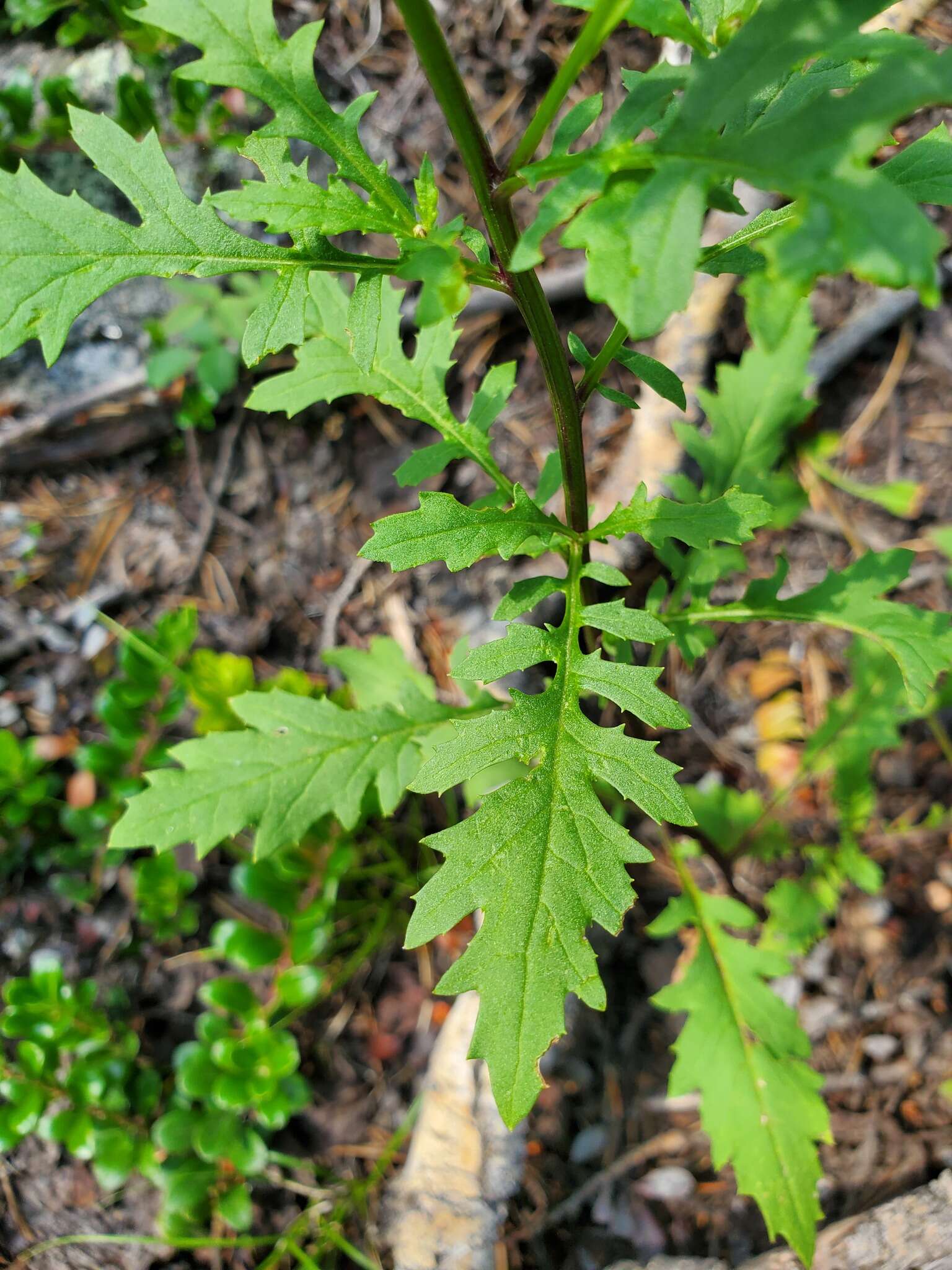 Image of King's ragwort