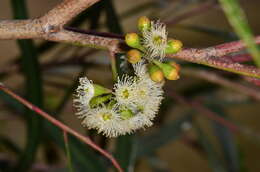 Image of Green mallee