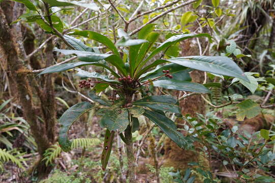 Image of Badula borbonica A. DC.