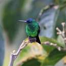 Image of Indigo-capped Hummingbird