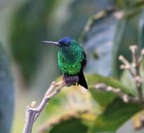 Image of Indigo-capped Hummingbird