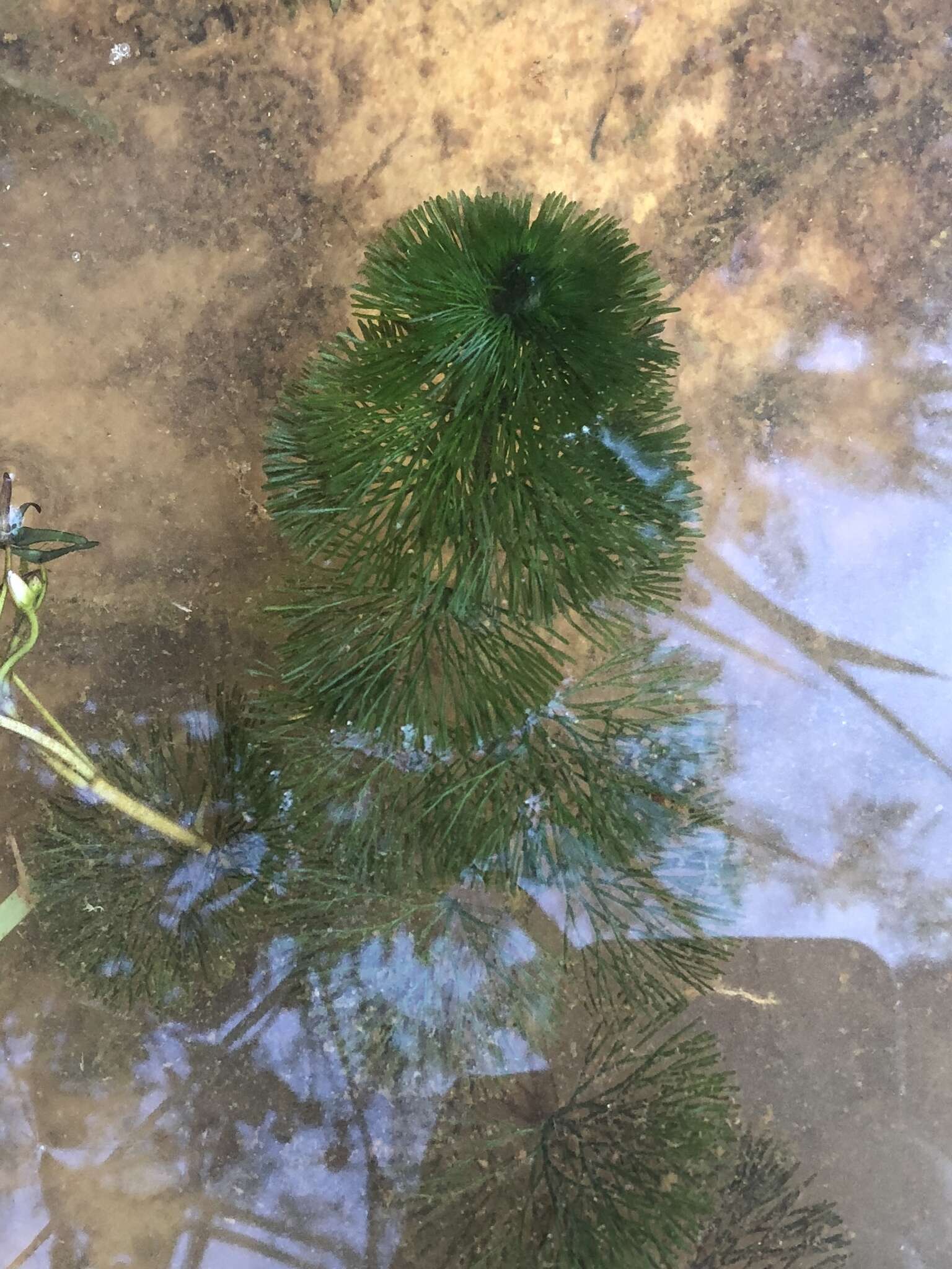 Image of fanwort