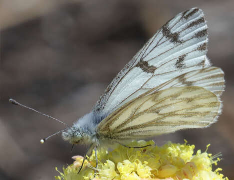 Image of Spring White