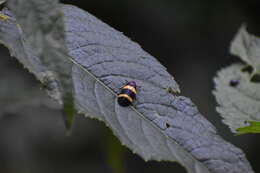 Image of Sphenorhina rubra (Linné 1758)