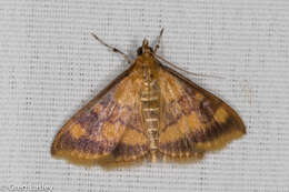 Image of Pyrausta onythesalis Walker 1859