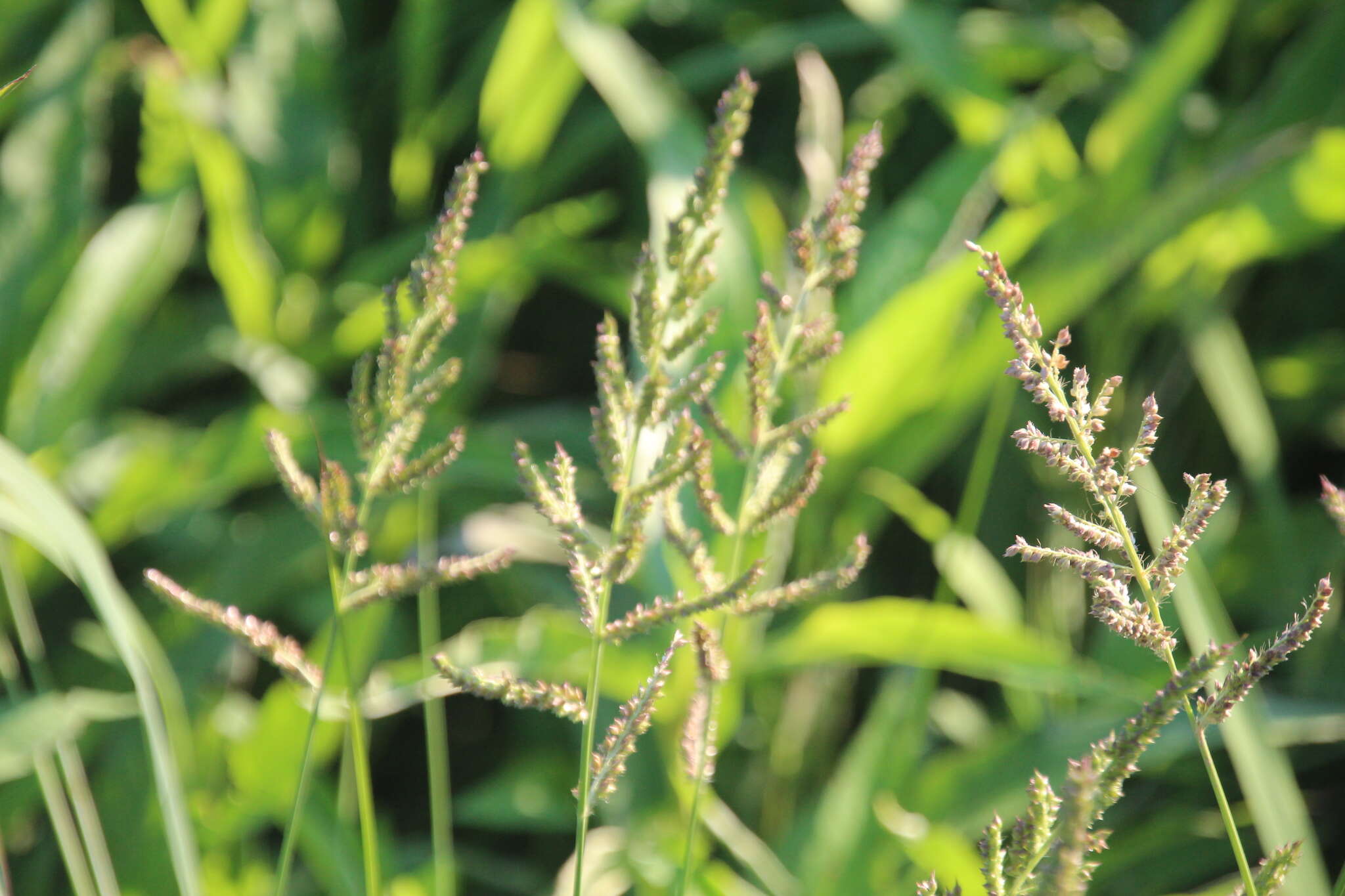 Echinochloa muricata (P. Beauv.) Fernald resmi