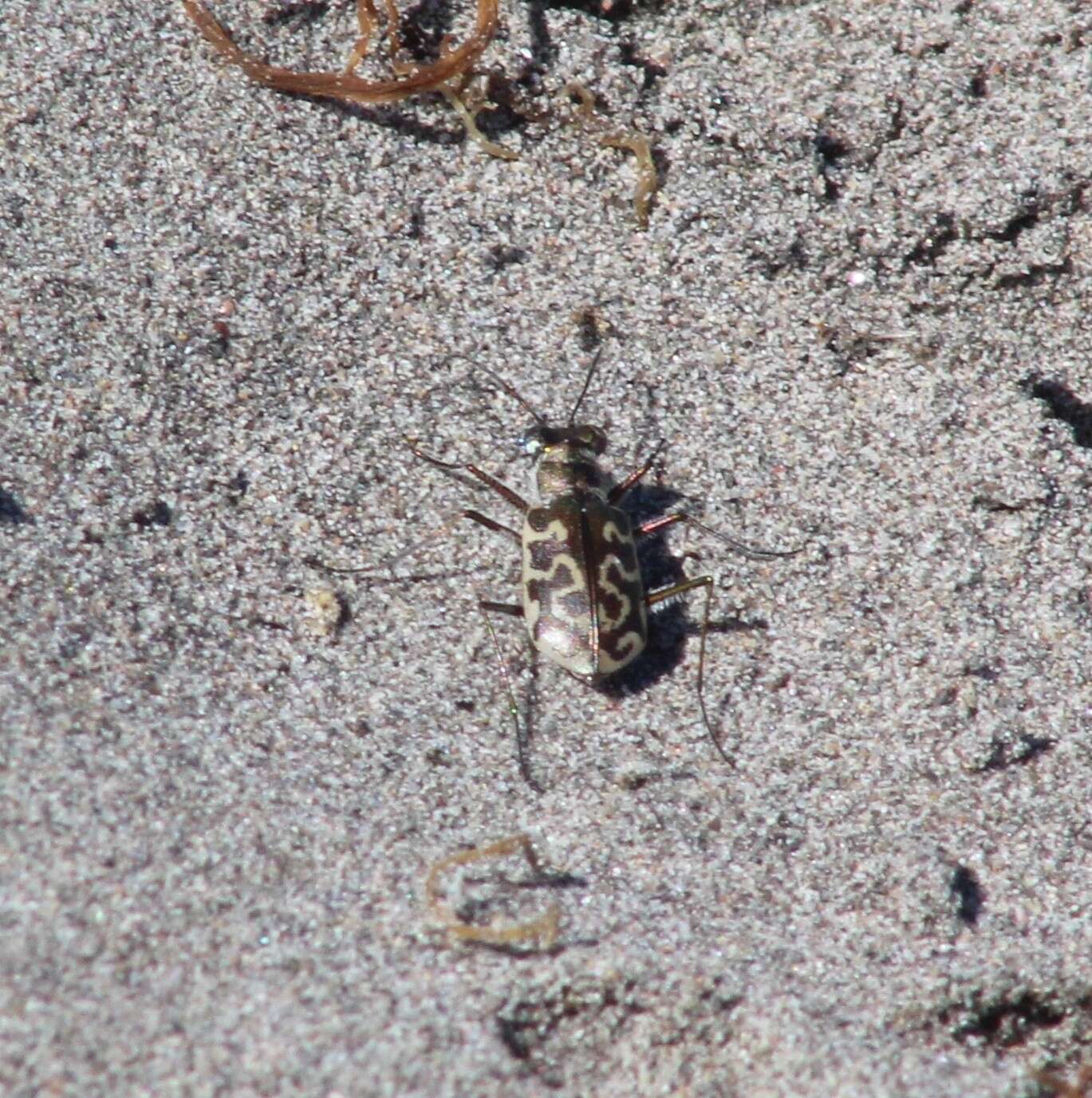 Image of Cicindela (Cicindelidia) trifasciata australis (Peña & Barria 1973)