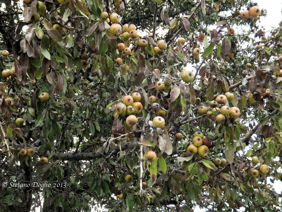 Plancia ëd Pyrus spinosa Forsk.