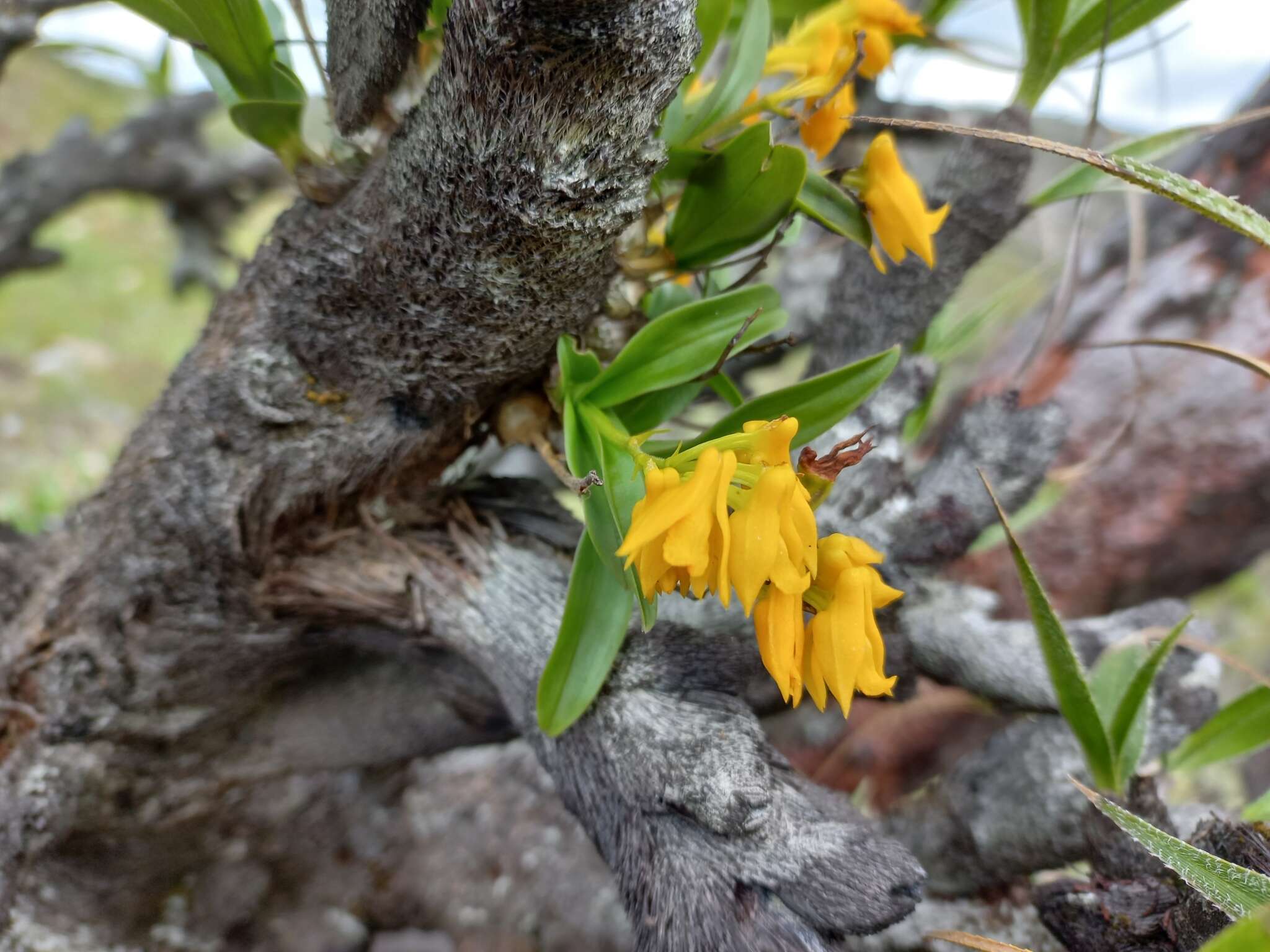 Image de Polystachya mafingensis P. J. Cribb