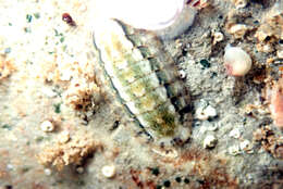 Imagem de Ischnochiton elongatus (Blainville 1825)