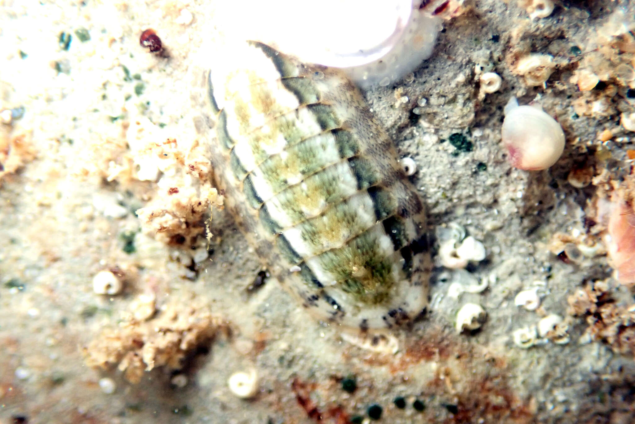 Imagem de Ischnochiton elongatus (Blainville 1825)