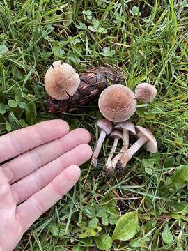 Image of Inocybe griseolilacina J. E. Lange 1917