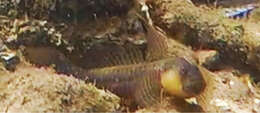 Image of Crested oystergoby