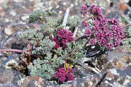 Imagem de Lomatium columbianum Mathias & Constance