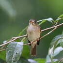Image of Brown-breasted Flycatcher