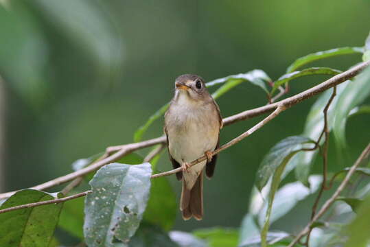 Image of Brown-breasted Flycatcher