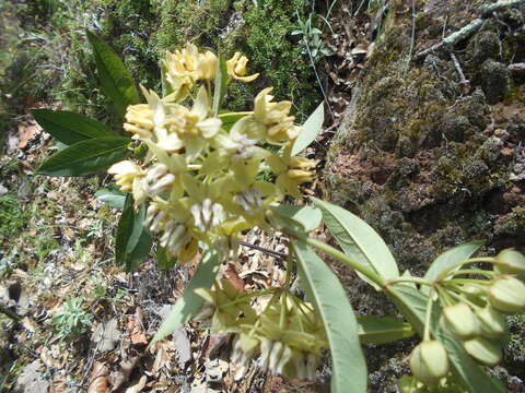 Image of Engelmann's milkweed