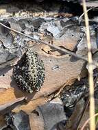 Image of Southern Chorus Frog