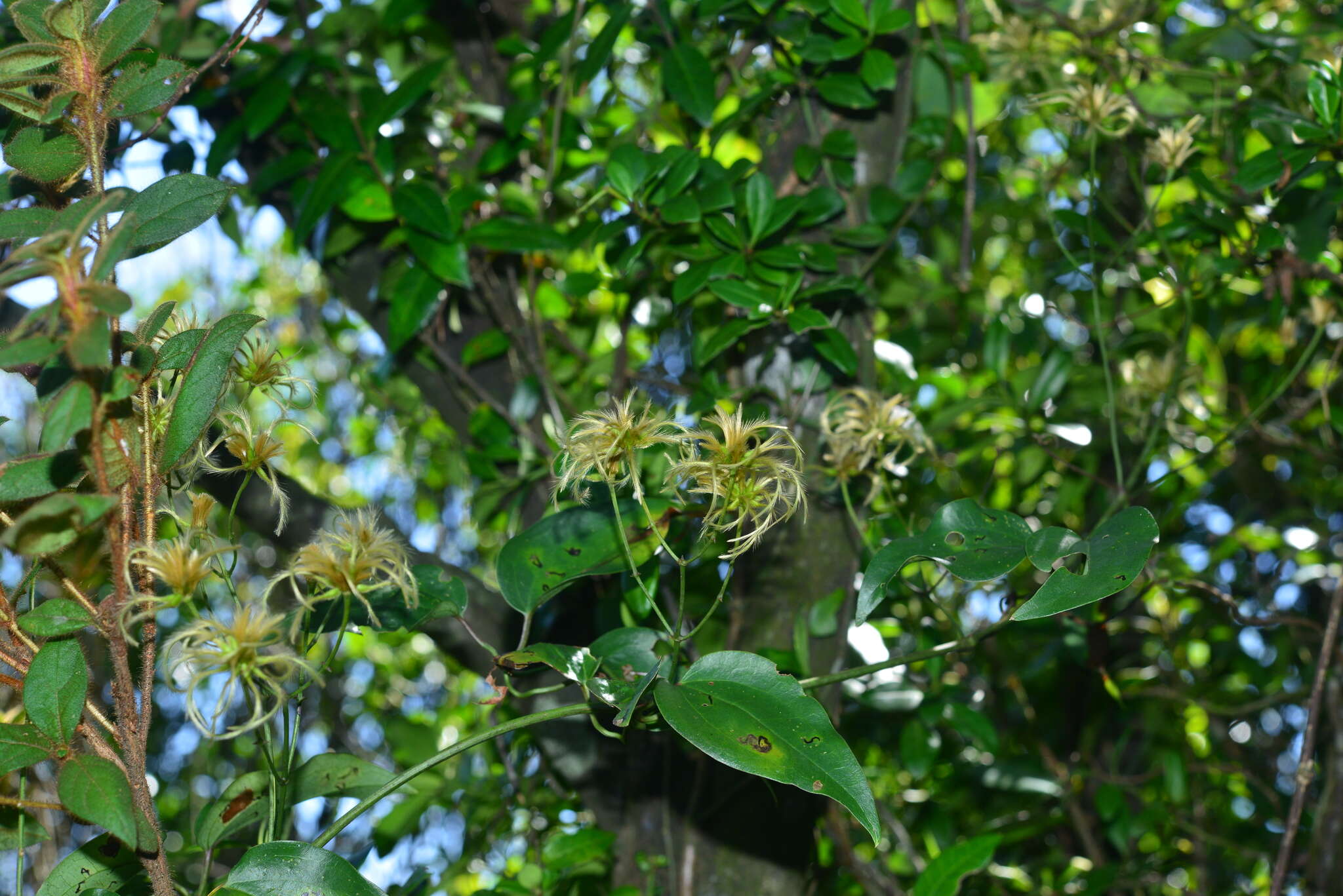 Plancia ëd Clematis meyeniana Walp.