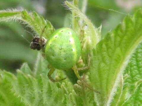 Image of Cucumber green spider