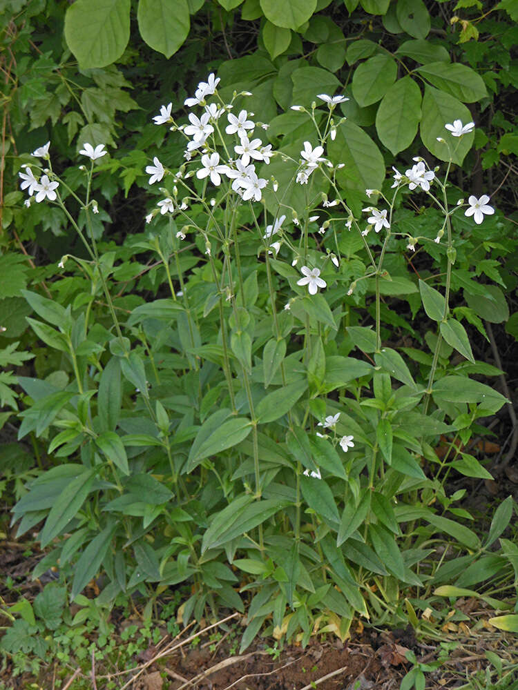 Plancia ëd Cerastium pauciflorum Stev. ex Ser.