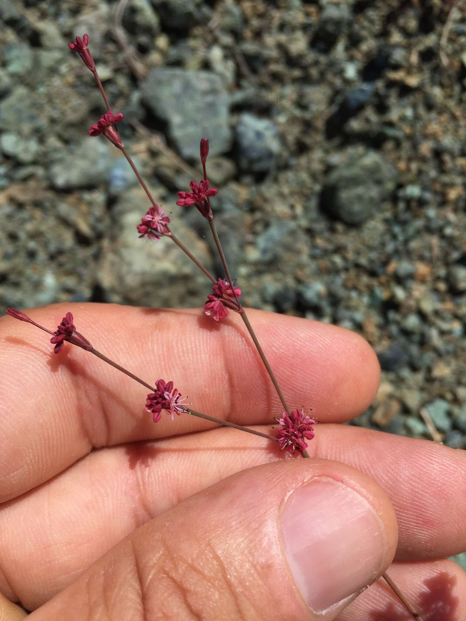 Image of goldencarpet buckwheat