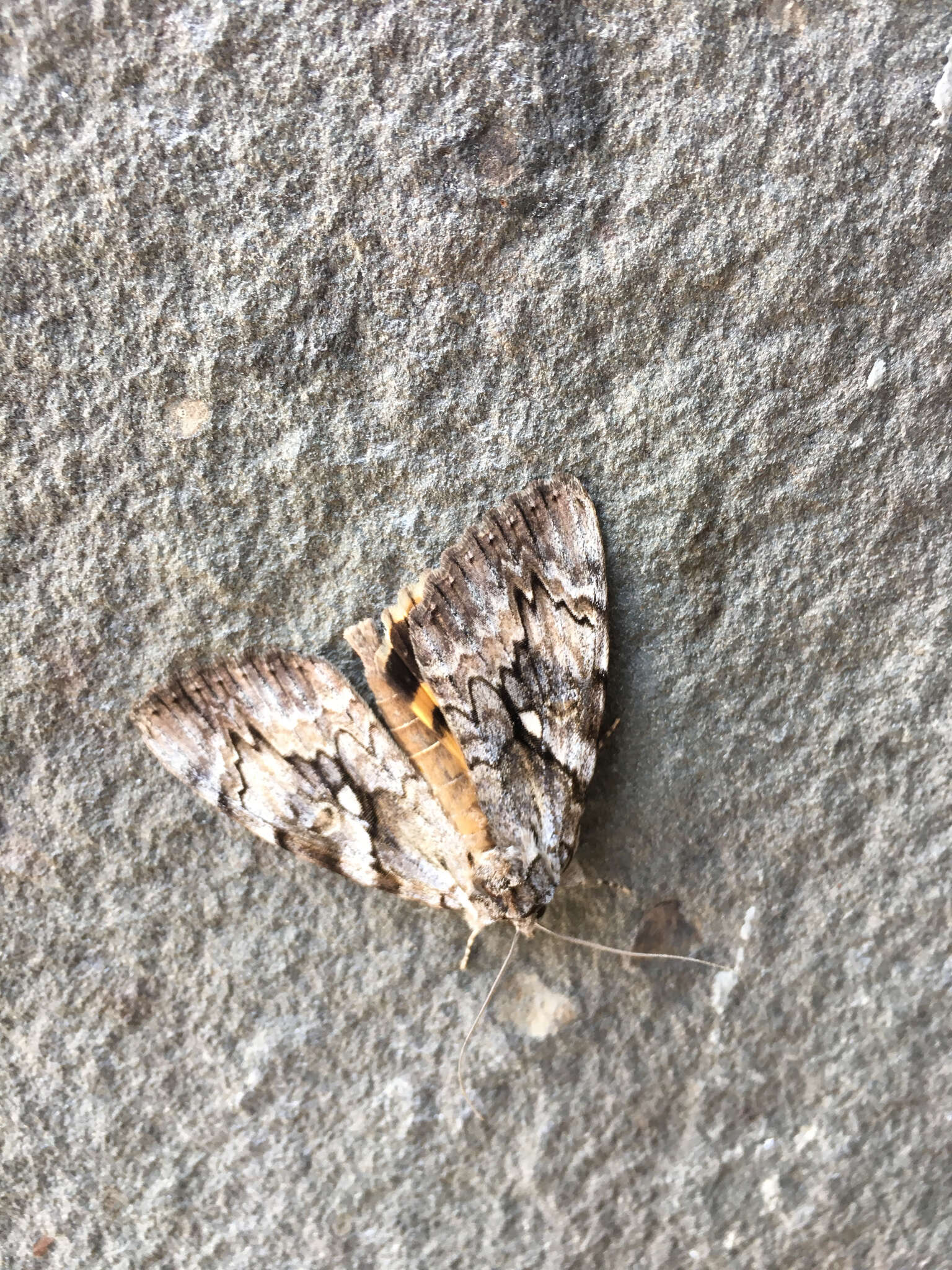 Image of Yellow-banded Underwing