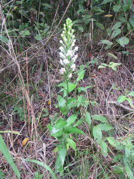 Image of Tropical False Rein Orchid