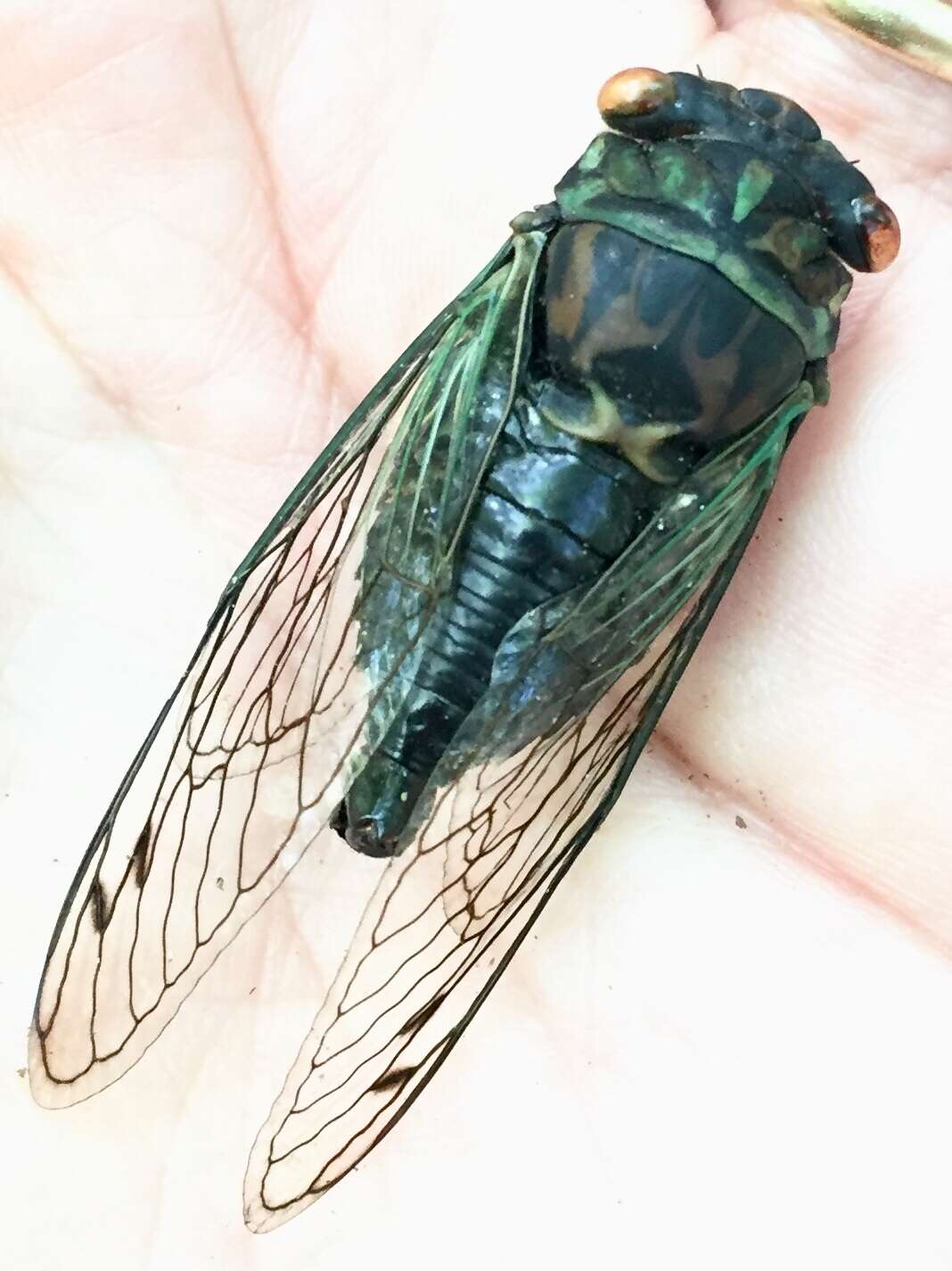 Image of Robinson's Annual Cicada