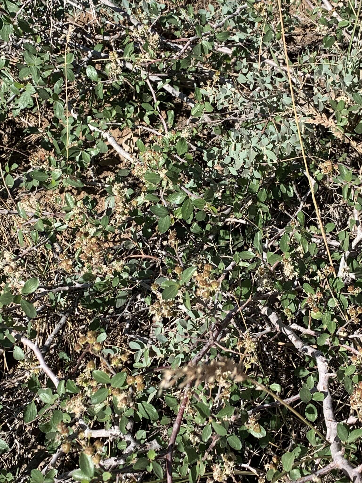 Plancia ëd Ceanothus martinii M. E. Jones