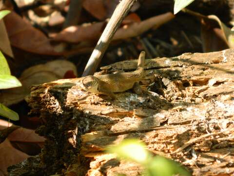 صورة Sceloporus aeneus Wiegmann 1828