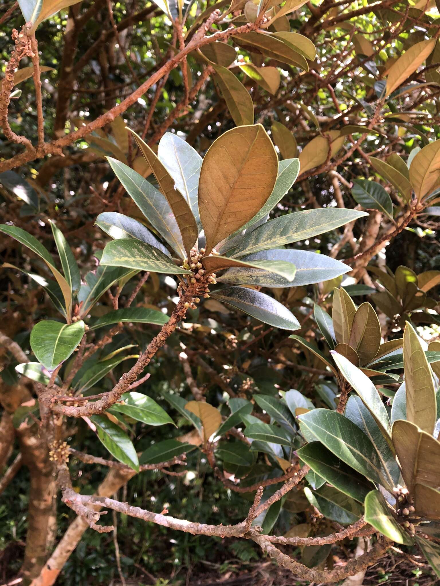 Image of yellow-boxwood