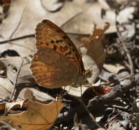 Image of Adiaste Fritillary