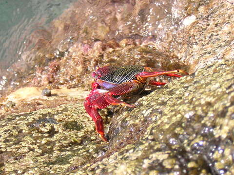 Image of Grapsus adscensionis (Osbeck 1765)