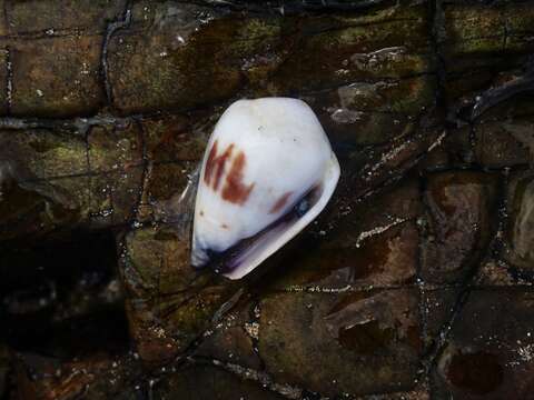 Image of marriage cone