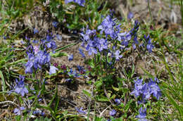 Image of Veronica satureiifolia Poit. & Turp.